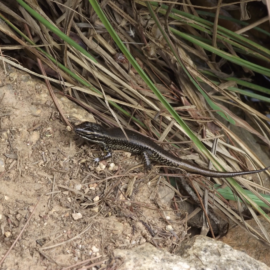 A small lizard in native scrubland